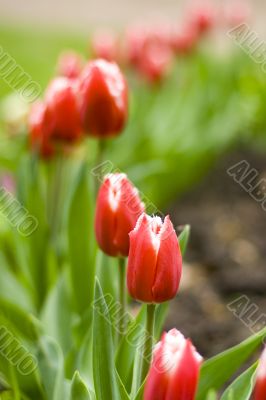 tulips