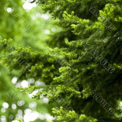 pine tree