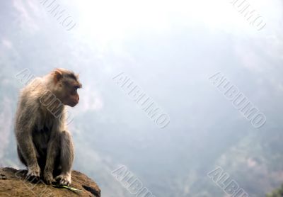 Monkey at a Abyss,India