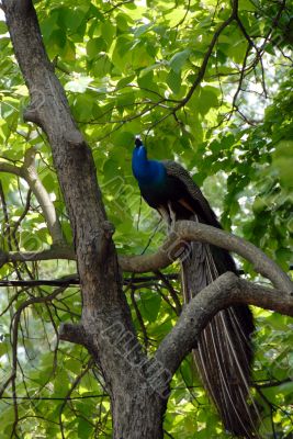 Peacock on tree