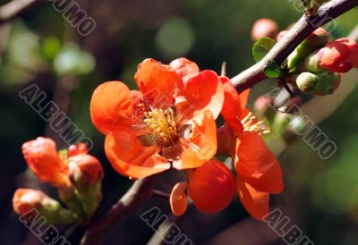Red Flower Bush