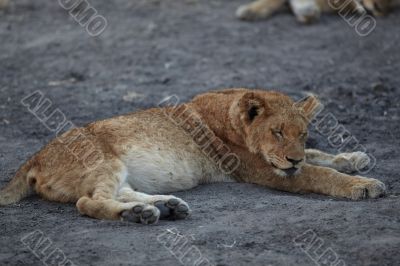 Lions at rest