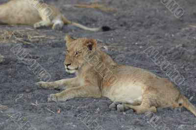 Lions at rest