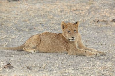 Lions at rest