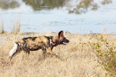 African Wild Dog