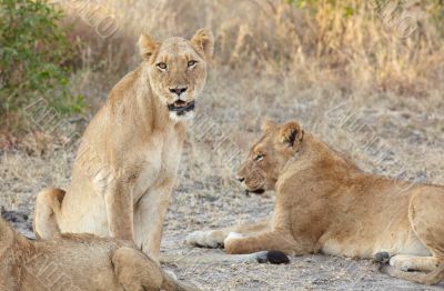 Lions at rest