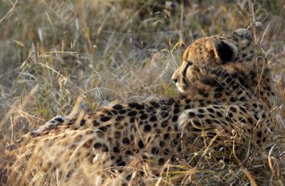 Cheetah hunting