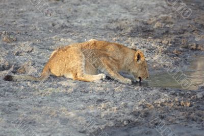 lion cub drinking