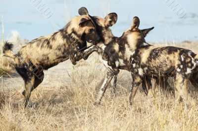 African Wild Dog