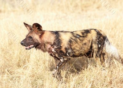 African Wild Dog