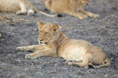 Lions at rest