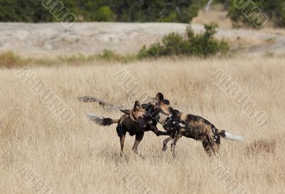 African Wild Dog