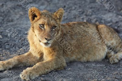 Lions at rest