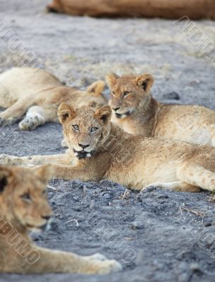 Lions at rest