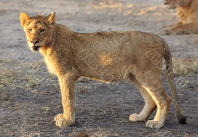 Lions at rest