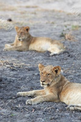 Lions at rest