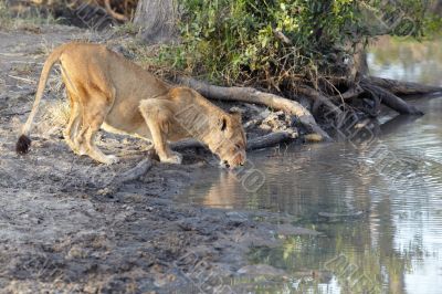 lioness drinking