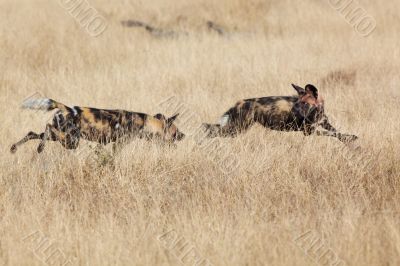 African Wild Dog