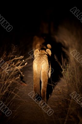 Hunting lion cub