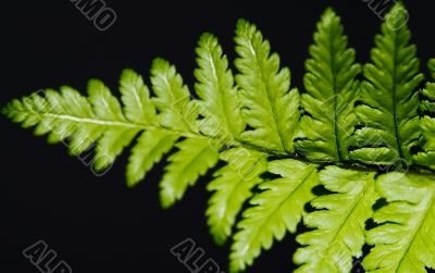 Fern Plant