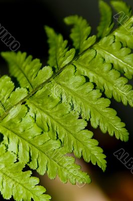 Fern Plant