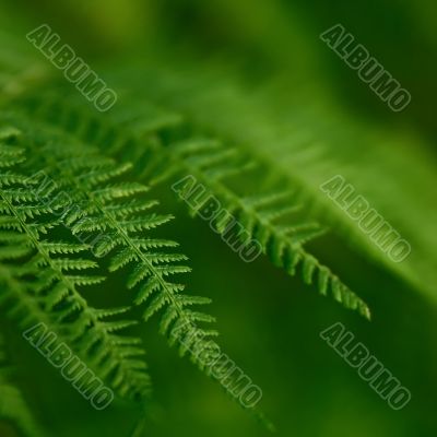 Fern Plant