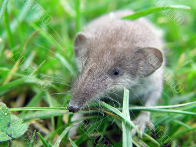 field mouse in the grass