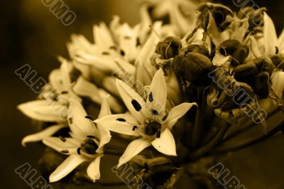 Flowers in Sepia