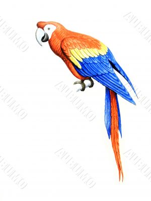 Parakeet