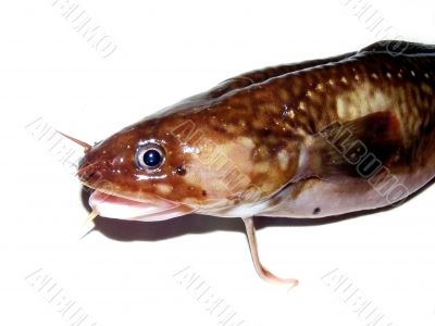Fish burbot