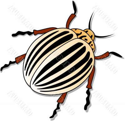 Colorado potato beetle