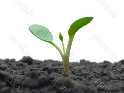 Young sprout.