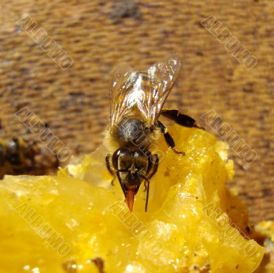 bee eating 10609