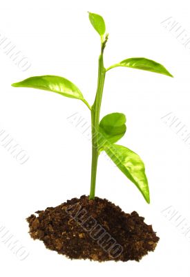 small plant growing 10609