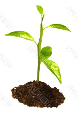 small plant growing 10609