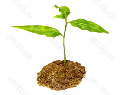 small plant with white background 10609