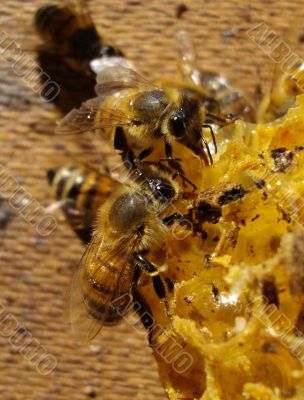 two bees eating honey 10609