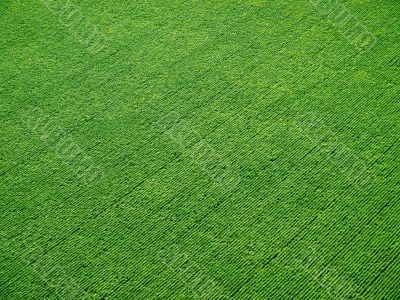 Green rows.