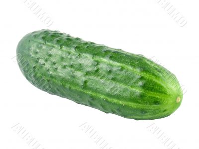 Cucumber.