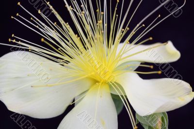 hypericum