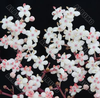 sambucus nigra