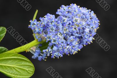 ceanothus