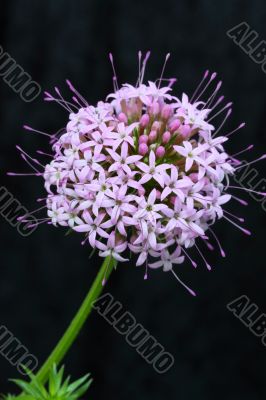 phuopsis stylosa