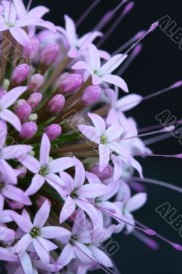 phuopsis stylosa
