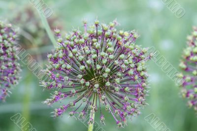 allium seed head