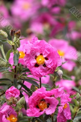 cistus