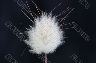 grass seed head