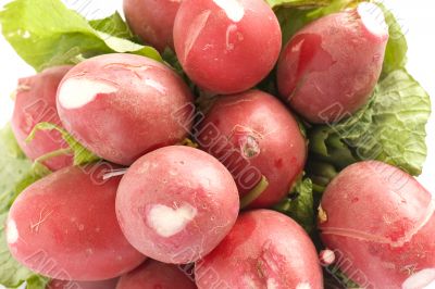 garden radishes macro