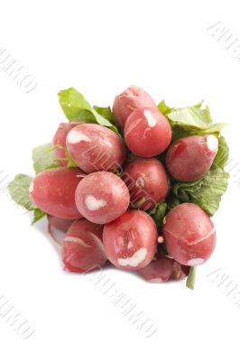 garden radishes