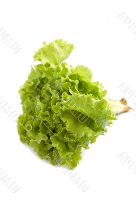 lettuce on white